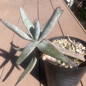 ユーフォルビア属,アロエ原種,アロエ　パキダクティロス,多肉植物,塊根植物の画像