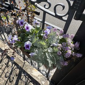 寄せ植え,夏の花,秋冬の花,玄関アプローチ,庭の画像