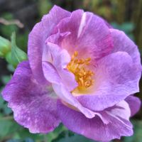 クレマチス,ピンクの花,青い花,可愛いお花,スマホ撮影の画像