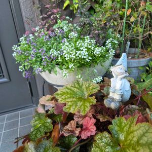 アリッサム,アリッサム,ヒポエステス,ヒューケラ,寄せ植え.の画像