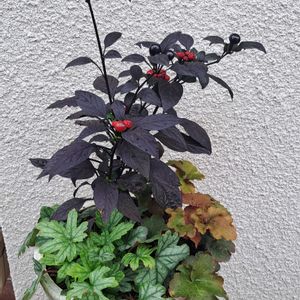 鉢植え,花のある暮らし,観葉植物を楽しむ,高原の草花,おうち園芸の画像