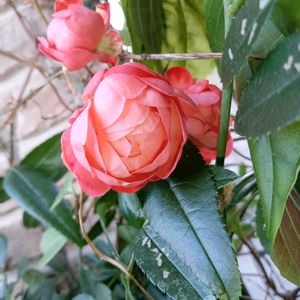 オレンジマザーズディ,薔薇 オレンジマザーズディ,薔薇 オレンジマザーズディ,オレンジ色の薔薇,オレンジ色のバラの画像