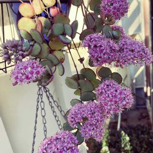 ミセバヤ,多肉植物,花のある暮らし,植物のある暮らし,多肉女子の画像