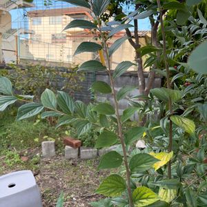 エノキの画像