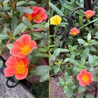 ポーチュラカ,地植え,黄色い花,可愛らしい,花のある暮らしの画像