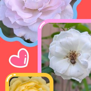 フウセンカズラ,マリーゴールド,アイスバーグ,フウセンカズラの花,ジュリアチャイルドの画像