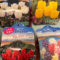 チューリップ,ヒヤシンス,ユリ,球根,ヒヤシンス球根の画像
