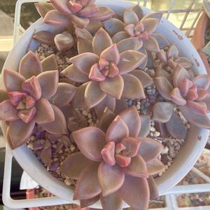  ブロンズ姫,多肉植物,多肉大好き,多肉紅葉,多肉好きおばちゃんの画像
