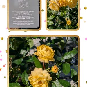 クレマチス,薔薇　シェエラザード,薔薇　ラピス・ラズリ,ミュ-レンベルギア　カピラソス,花のある暮らしの画像
