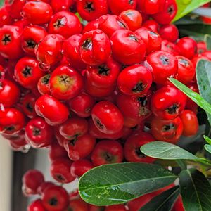 ピラカンサ,ピラカンサ,赤い実,花のある暮らし,小さな庭の画像