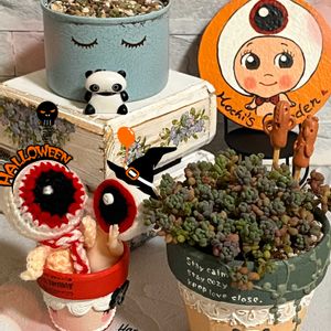 セダム,パープルヘイズ,セダム パープルヘイズ,リメ鉢,つぶつぶの画像