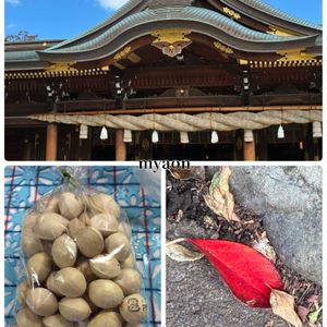 シクラメン,落ち葉♪,銀杏(ぎんなん),ギンナン,シクラメン  クレヨンの画像