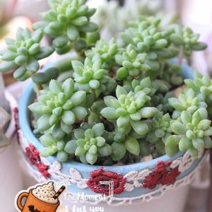 ピンクベリー,モンローシャネル,多肉植物,多肉大好き,リメ鉢の画像
