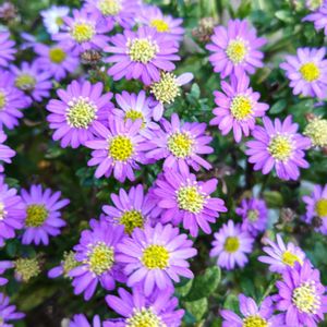 ノコンギク,野紺菊,花散歩,花のある暮らし,植物のある暮らしの画像