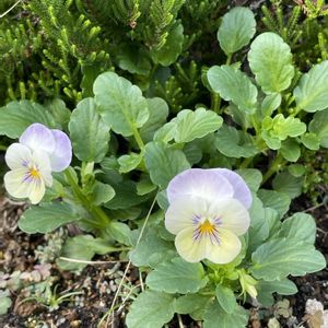ビオラ,自生,花のある暮らし,放任,こぼれダネの画像