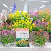 アガスターシェ,プランター野菜,展示会,カネコ種苗,家庭菜園の画像