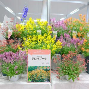 アガスターシェ,プランター野菜,展示会,カネコ種苗,家庭菜園の画像
