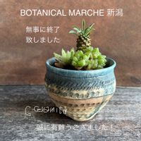 多肉植物いろいろ,自作の鉢,自作の鉢,多肉寄せ植え,植物に癒されての画像