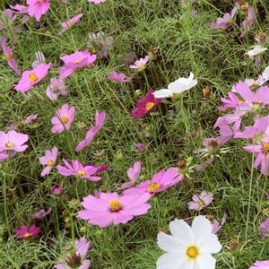 可愛い,花のある暮らし,お花好き,やさしい気持ち,お出かけ先の画像