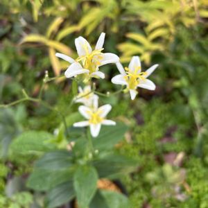 白花ホトトギス,ナチュラルガーデン,10月の庭,庭仕事　2時間　寒かった〜の画像