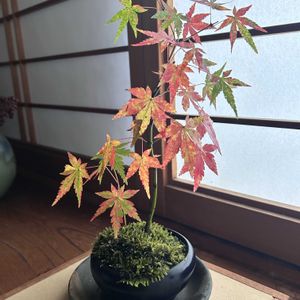 モミジ,モミジ,もみじ紅葉,和室の画像