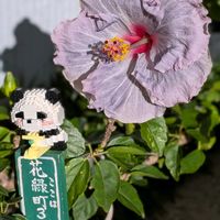 多肉寄せ植え,パンダの日,バラと夢CLUB,つぶつぶの日,ミッチの会の画像