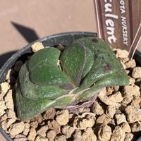 ユーフォルビア属,ガステリア 臥牛,ガステリア 臥牛,アロエ原種,多肉植物の画像