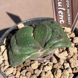 ユーフォルビア属,ガステリア 臥牛,ガステリア 臥牛,アロエ原種,多肉植物の画像