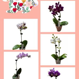 胡蝶蘭,胡蝶蘭　ピコラ,鉢植え,ガーデニング,窓際の画像