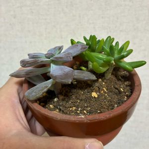 八千代,八千代,ペンタンドルム,ペンタンドルム,多肉植物の画像