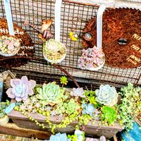 リメ缶,可愛い,多肉植物のある暮らし,秋の庭,おうち園芸の画像