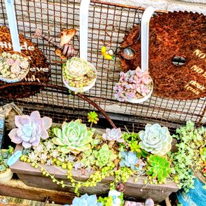 リメ缶,可愛い,多肉植物のある暮らし,秋の庭,おうち園芸の画像