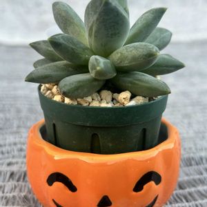 ガーデニング,ウッドデッキ,多肉ジャングル,秋の寄せ植え☘️,ハロウィン月間の画像
