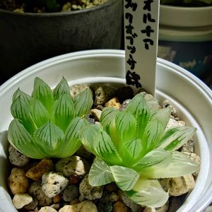 ハオルチア,ブラックオブツーサ錦,多肉植物,多肉ちゃん,成長記録の画像