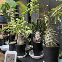 パキポディウム,ユーフォルビア属,キフォステンマ・ベティフォルメ,パキポディウム アンボンゲンセ,パキポディウム・ウィンゾリーの画像