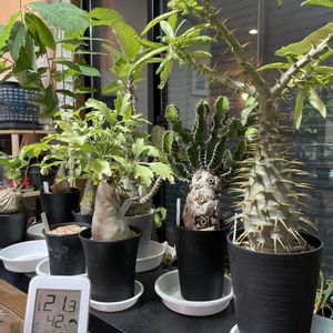 パキポディウム,ユーフォルビア属,キフォステンマ・ベティフォルメ,パキポディウム アンボンゲンセ,パキポディウム・ウィンゾリーの画像