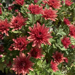 ダヴィンチマム,秋の花,短日処理中のポインセチア,玄関アプローチの画像