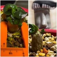 アデニウム 獅子葉,2026年獅子葉選手権,多肉植物,珍奇植物,多肉女子の画像