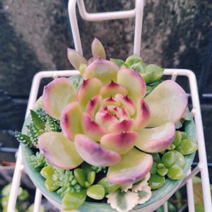 火祭り,神刀,多肉植物,多肉寄せ植え,お庭の植物の画像