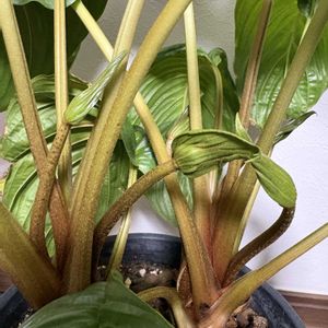 タッカ・シャントリエリ,ブラック・キャット（タッカ・シャントリエリ）,観葉植物,花芽,癒しの画像