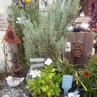 ハイビスカス,寄せ植え,花のある暮らし,小さな幸せ♡,甘くて美味しい♡の画像