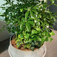 アイビー,寄せ植え,観葉植物,鉢植え,富山支部の画像