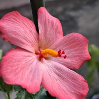 ダリア,ダリア,大根,大根,落花生の画像