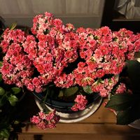 鉢植え,花壇,ガーデニング,実家にて,2026スタートの画像