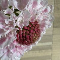 マツムシソウ,マツムシソウ,マツムシソウ,マツムシソウ,マツムシソウの画像