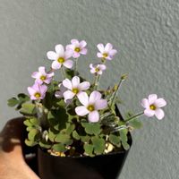 オキザリス,多肉植物,球根植物,オキザリス属, オキザリスの画像