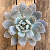 ピンクモンロー,多肉植物,鉢植え,エケベリア属,ネコ好きの画像
