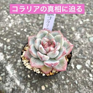 エケベリア ブラッドロマンス,エケベリア エンドレスラブ,エケベリア ブラッドレッドロマンス,エケベリア コラリア,神奈川タニラーの画像