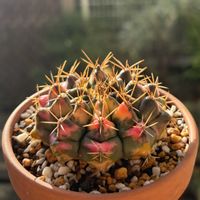 サボテン,緋牡丹錦,ギムノカリキウム ミハノビッチ バリエガータ,多肉植物,鉢植えの画像
