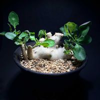 オトンナ,オトンナ トリプリネルビア,塊根植物,オトンナ属,お目覚めの画像
